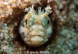 Blenny city/ In Saint Lucia you can find many different t... by Wendy Biscette 